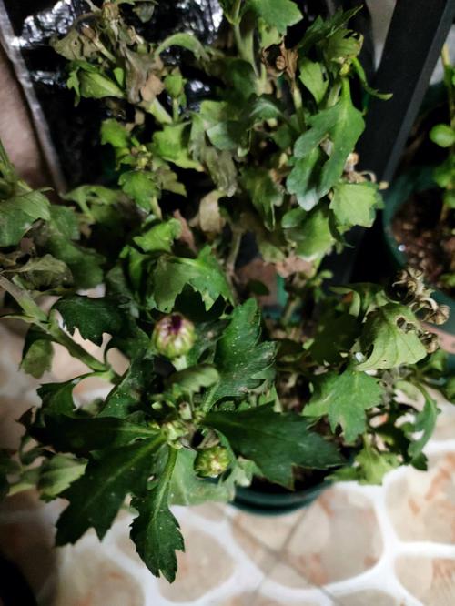 鸡屎藤的繁殖方法(鸡屎藤的繁殖方法视频)-第7张图片-多多自然网 鸡屎藤的繁殖方法(鸡屎藤的繁殖方法视频)-第7张图片-多多自然网