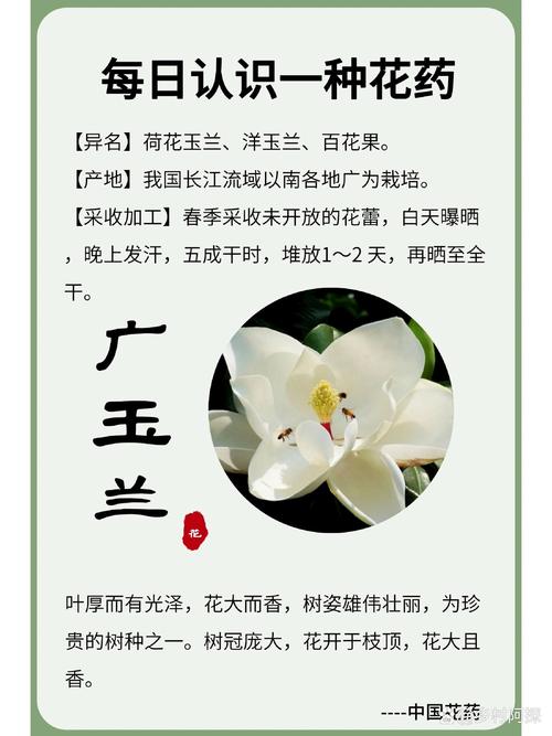 玉兰冬天养殖的禁忌(玉兰冬天怕冻吗)-第1张图片-多多自然网 玉兰冬天养殖的禁忌(玉兰冬天怕冻吗)-第1张图片-多多自然网