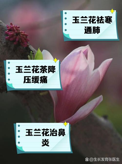 玉兰冬天养殖的禁忌(玉兰冬天怕冻吗)-第4张图片-多多自然网 玉兰冬天养殖的禁忌(玉兰冬天怕冻吗)-第4张图片-多多自然网