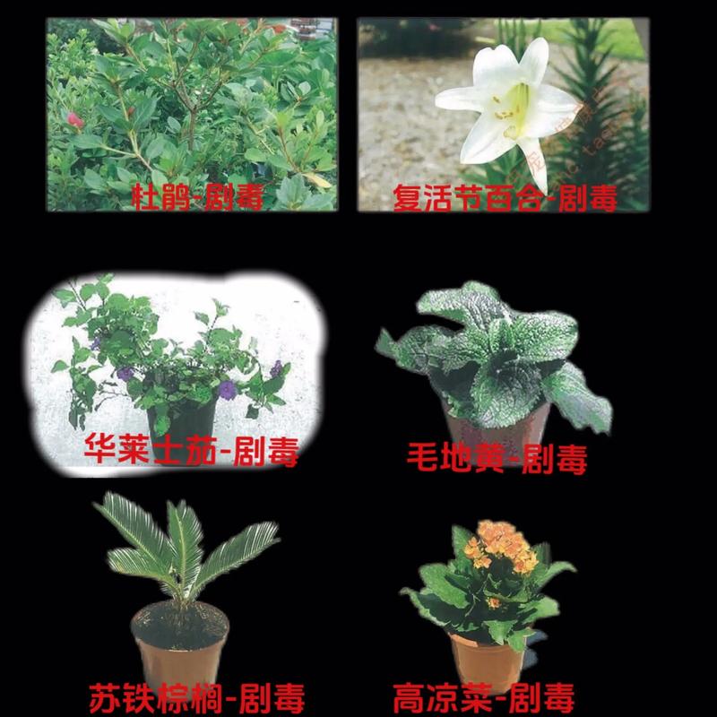凌樱多肉怎么养(多肉凌娟好养吗)-第1张图片-多多自然网 凌樱多肉怎么养(多肉凌娟好养吗)-第1张图片-多多自然网
