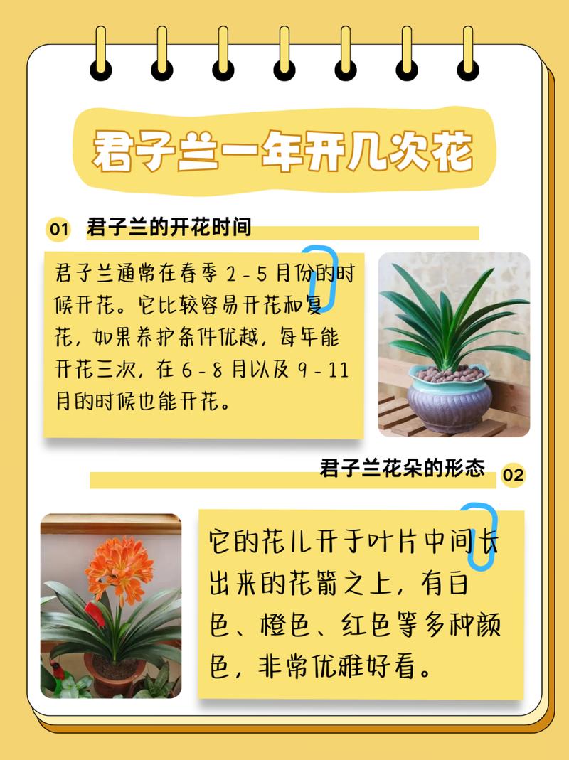 君子兰怎么养才能旺盛(君子兰怎么养才能旺盛呢)-第6张图片-多多自然网 君子兰怎么养才能旺盛(君子兰怎么养才能旺盛呢)-第6张图片-多多自然网