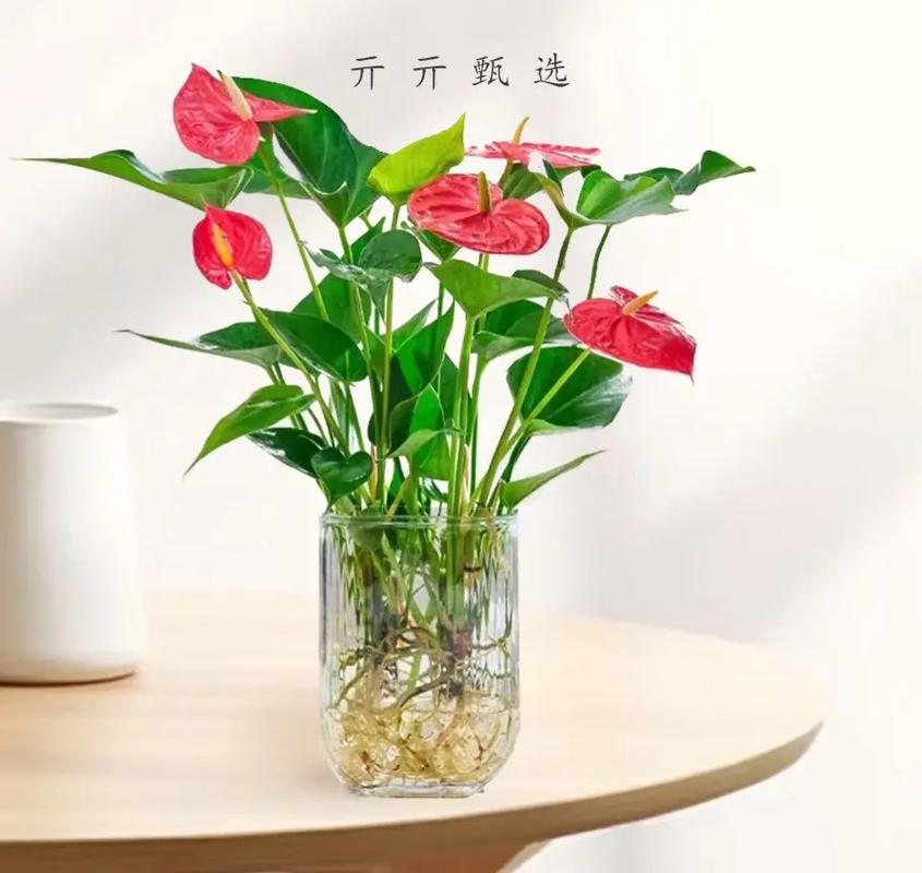 红掌可以用淘米水浇吗(红掌可以放陶粒吗)-第4张图片-多多自然网 红掌可以用淘米水浇吗(红掌可以放陶粒吗)-第4张图片-多多自然网