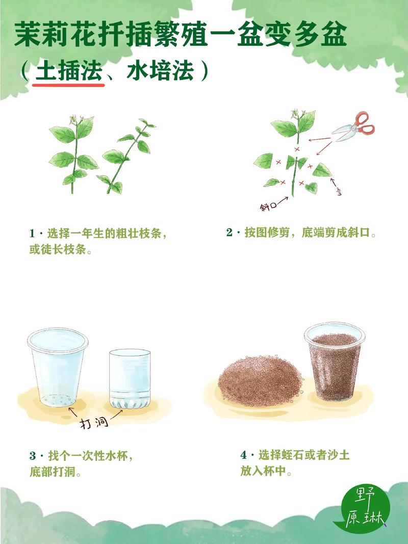 茉莉怎么扦插(非洲茉莉怎么扦插)-第2张图片-多多自然网 茉莉怎么扦插(非洲茉莉怎么扦插)-第2张图片-多多自然网