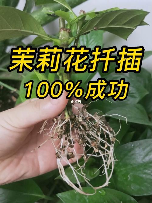 茉莉怎么扦插(非洲茉莉怎么扦插)-第4张图片-多多自然网 茉莉怎么扦插(非洲茉莉怎么扦插)-第4张图片-多多自然网
