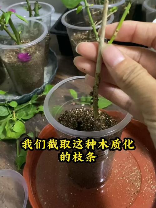 茉莉怎么扦插(非洲茉莉怎么扦插)-第5张图片-多多自然网 茉莉怎么扦插(非洲茉莉怎么扦插)-第5张图片-多多自然网