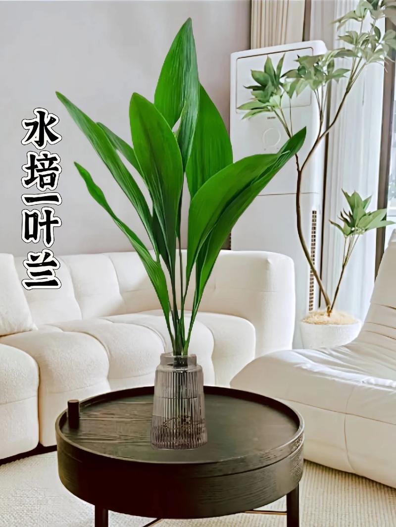 一叶兰有几种繁殖方法(一叶兰怎么种)-第1张图片-多多自然网 一叶兰有几种繁殖方法(一叶兰怎么种)-第1张图片-多多自然网