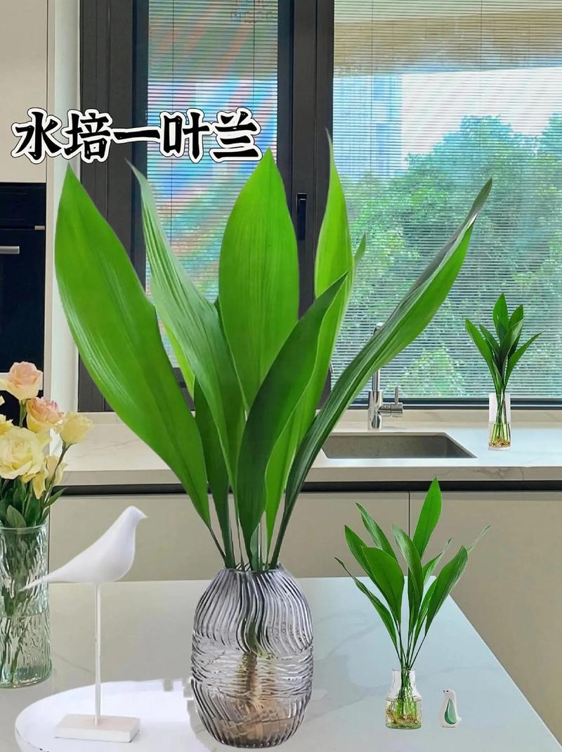 一叶兰有几种繁殖方法(一叶兰怎么种)-第5张图片-多多自然网 一叶兰有几种繁殖方法(一叶兰怎么种)-第5张图片-多多自然网