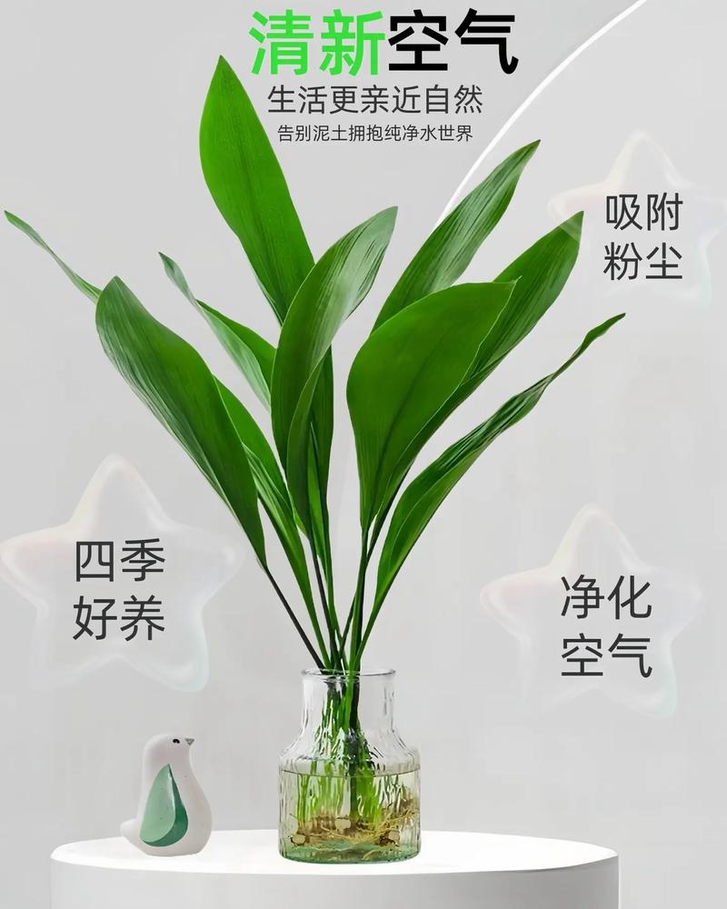 一叶兰有几种繁殖方法(一叶兰怎么种)-第6张图片-多多自然网 一叶兰有几种繁殖方法(一叶兰怎么种)-第6张图片-多多自然网