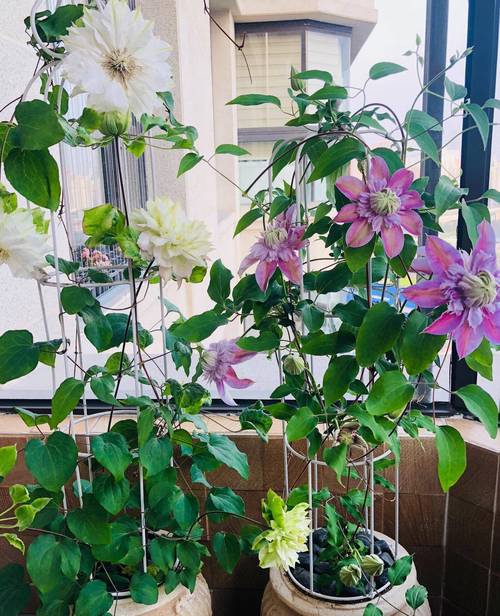 给花戴顶大帽子(头上戴顶花花帽)-第6张图片-多多自然网 给花戴顶大帽子(头上戴顶花花帽)-第6张图片-多多自然网