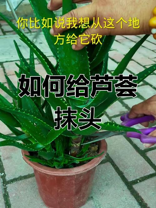 芦荟怎么繁殖(芦荟怎么繁殖最快)-第3张图片-多多自然网 芦荟怎么繁殖(芦荟怎么繁殖最快)-第3张图片-多多自然网