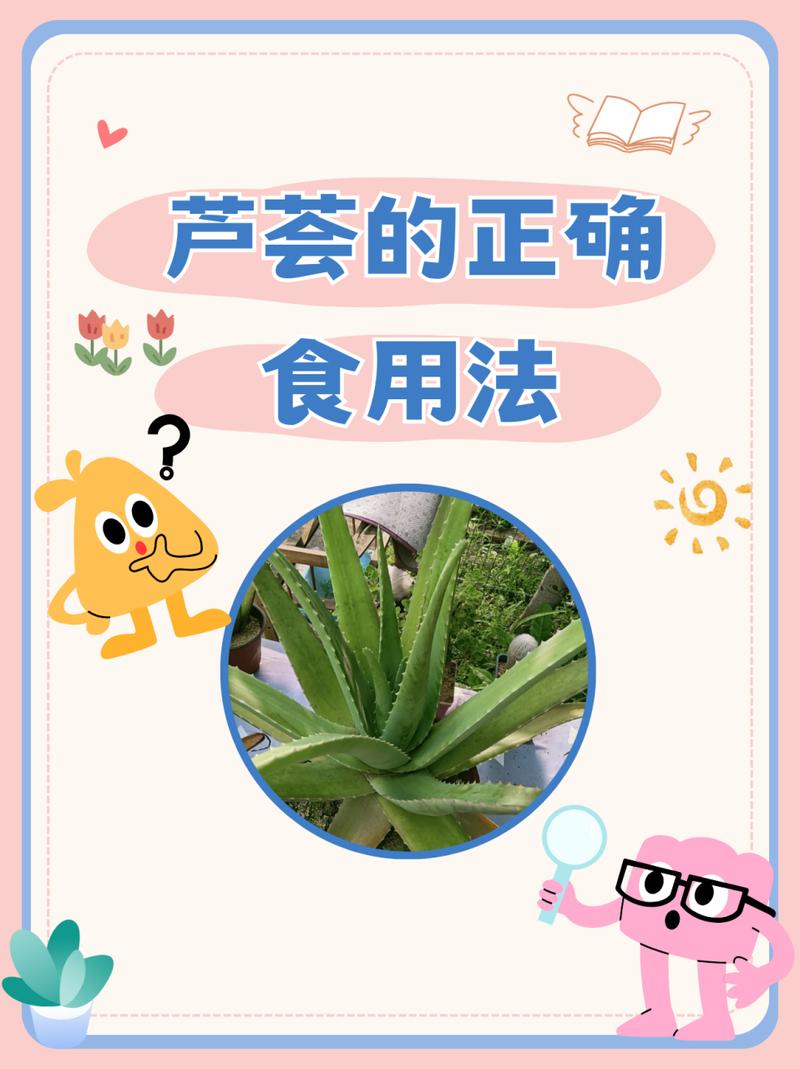 芦荟怎么繁殖(芦荟怎么繁殖最快)-第4张图片-多多自然网 芦荟怎么繁殖(芦荟怎么繁殖最快)-第4张图片-多多自然网