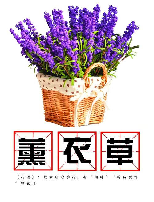 薰衣草怎么养比较好(薰衣草怎么养比较好活)-第1张图片-多多自然网 薰衣草怎么养比较好(薰衣草怎么养比较好活)-第1张图片-多多自然网