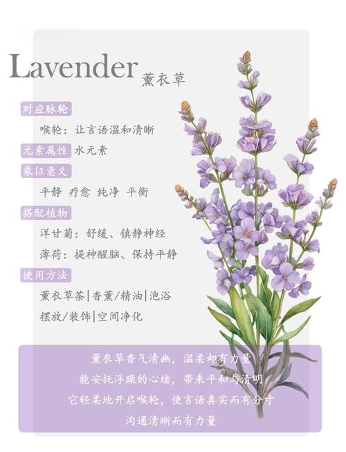 薰衣草怎么养比较好(薰衣草怎么养比较好活)-第3张图片-多多自然网 薰衣草怎么养比较好(薰衣草怎么养比较好活)-第3张图片-多多自然网
