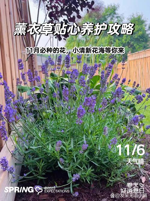 薰衣草怎么养比较好(薰衣草怎么养比较好活)-第4张图片-多多自然网 薰衣草怎么养比较好(薰衣草怎么养比较好活)-第4张图片-多多自然网