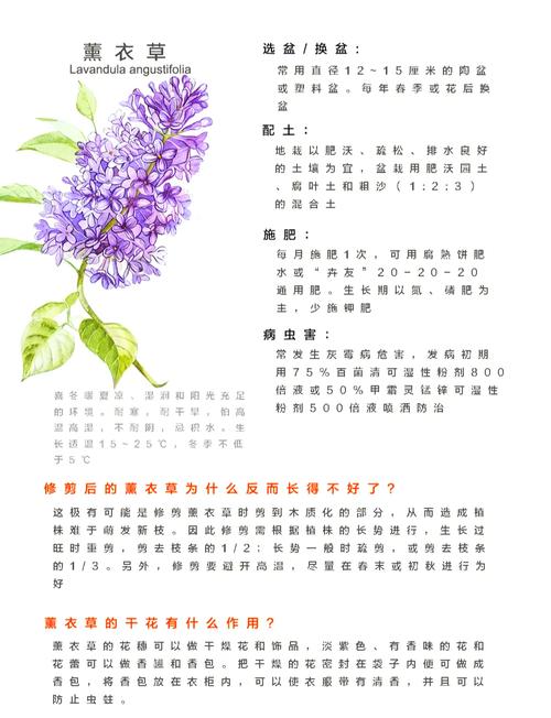 薰衣草怎么养比较好(薰衣草怎么养比较好活)-第5张图片-多多自然网 薰衣草怎么养比较好(薰衣草怎么养比较好活)-第5张图片-多多自然网