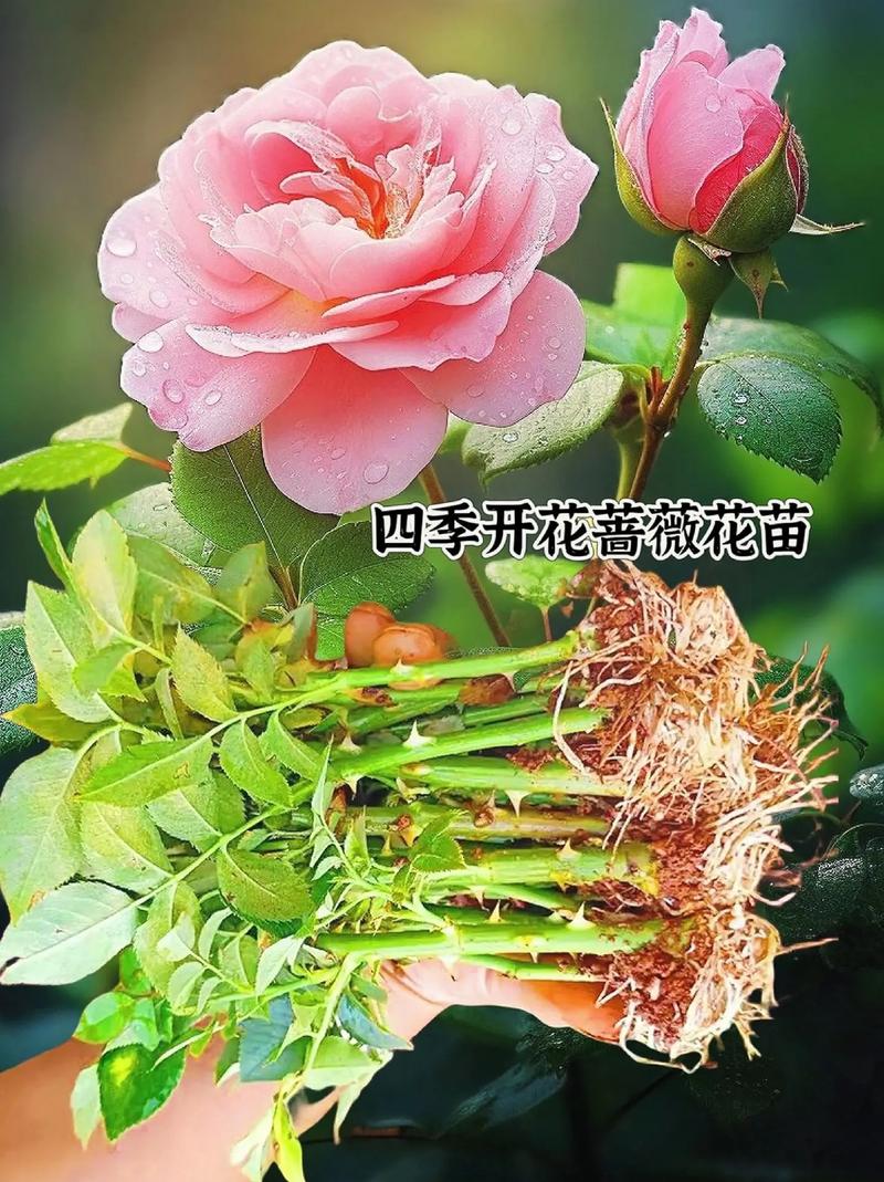 蔷薇花什么时候种植比较好(蔷薇种子可以直接种吗)-第1张图片-多多自然网 蔷薇花什么时候种植比较好(蔷薇种子可以直接种吗)-第1张图片-多多自然网