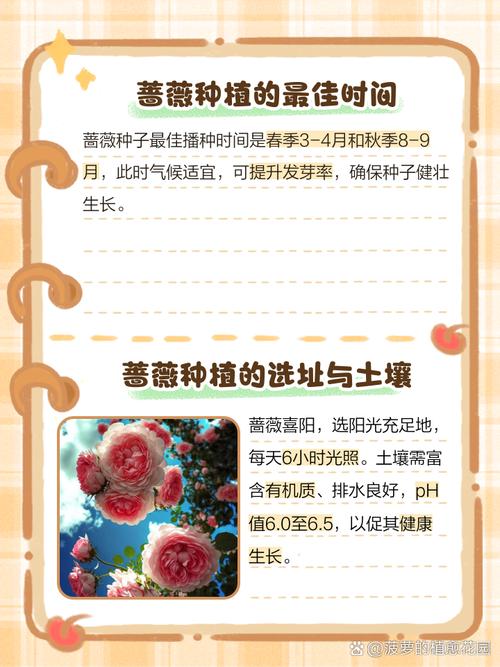 蔷薇花什么时候种植比较好(蔷薇种子可以直接种吗)-第4张图片-多多自然网 蔷薇花什么时候种植比较好(蔷薇种子可以直接种吗)-第4张图片-多多自然网