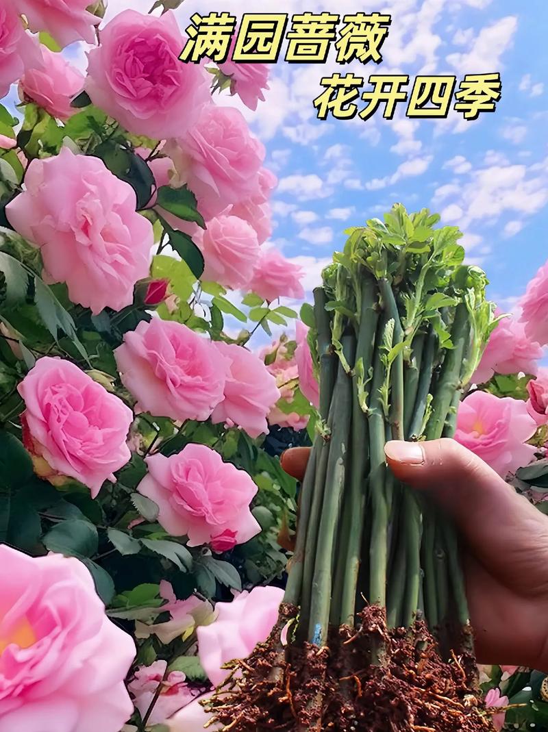 蔷薇花什么时候种植比较好(蔷薇种子可以直接种吗)-第5张图片-多多自然网 蔷薇花什么时候种植比较好(蔷薇种子可以直接种吗)-第5张图片-多多自然网
