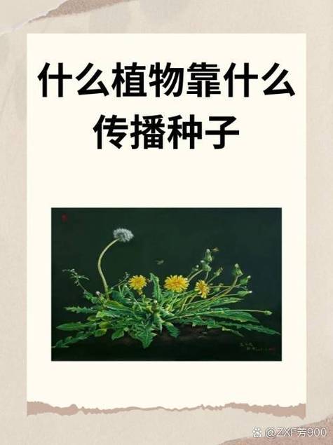 野杏种子怎么种(野杏种子怎么种植视频)-第5张图片-多多自然网 野杏种子怎么种(野杏种子怎么种植视频)-第5张图片-多多自然网