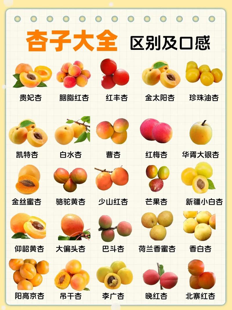 野杏种子怎么种(野杏种子怎么种植视频)-第6张图片-多多自然网 野杏种子怎么种(野杏种子怎么种植视频)-第6张图片-多多自然网
