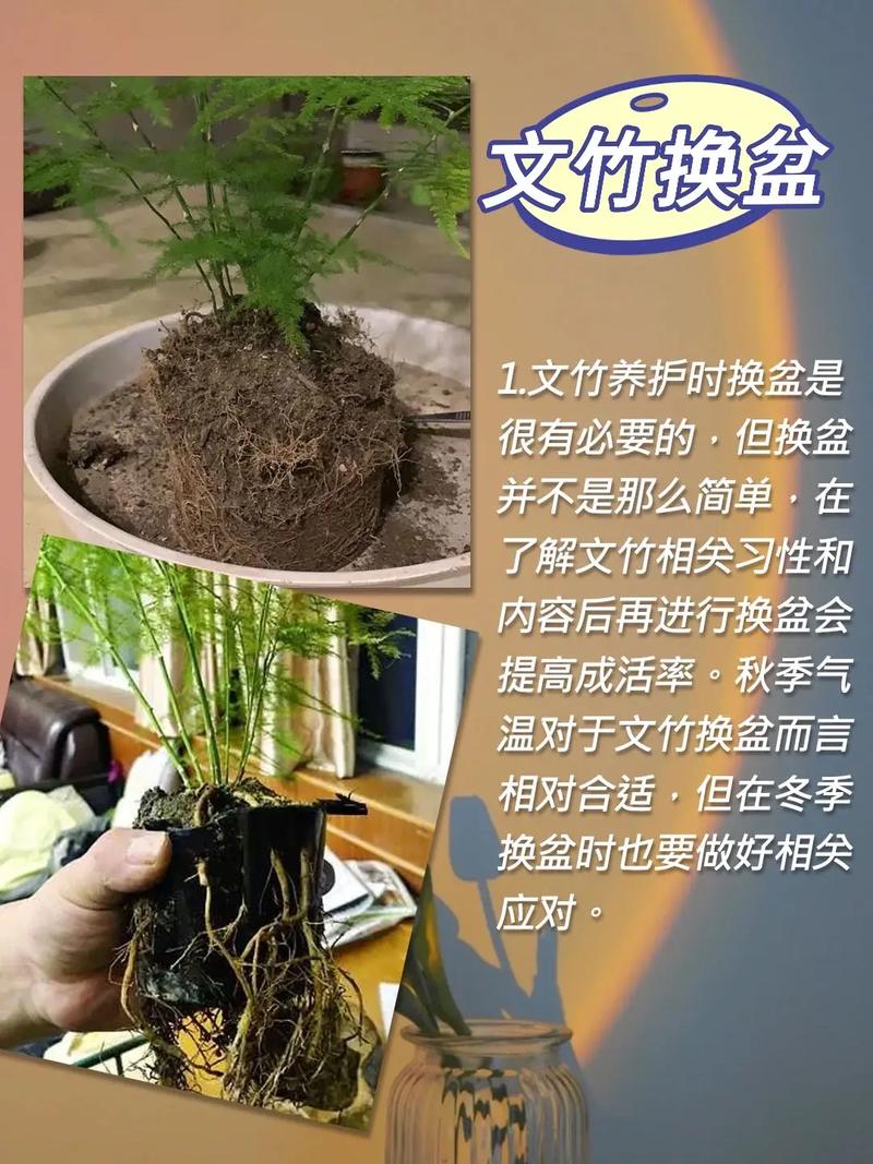 水养怎样养文竹更茂盛(水养文竹有什么好处)-第6张图片-多多自然网 水养怎样养文竹更茂盛(水养文竹有什么好处)-第6张图片-多多自然网