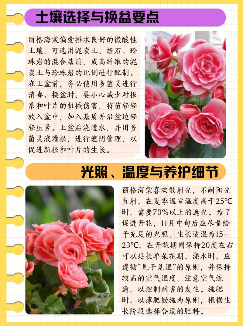 丽格海棠怎么养(丽格海棠怎么养护和浇水)-第6张图片-多多自然网 丽格海棠怎么养(丽格海棠怎么养护和浇水)-第6张图片-多多自然网