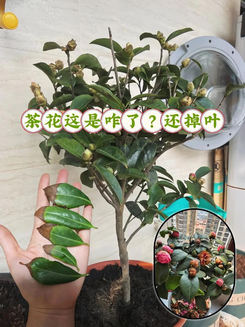 茶花秋天怎么养（茶花秋天养护）-第4张图片-多多自然网
