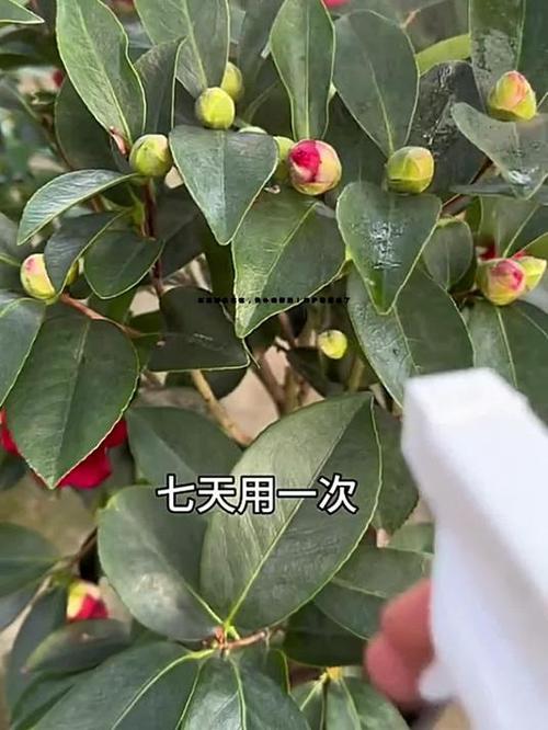 茶花秋天怎么养（茶花秋天养护）-第6张图片-多多自然网