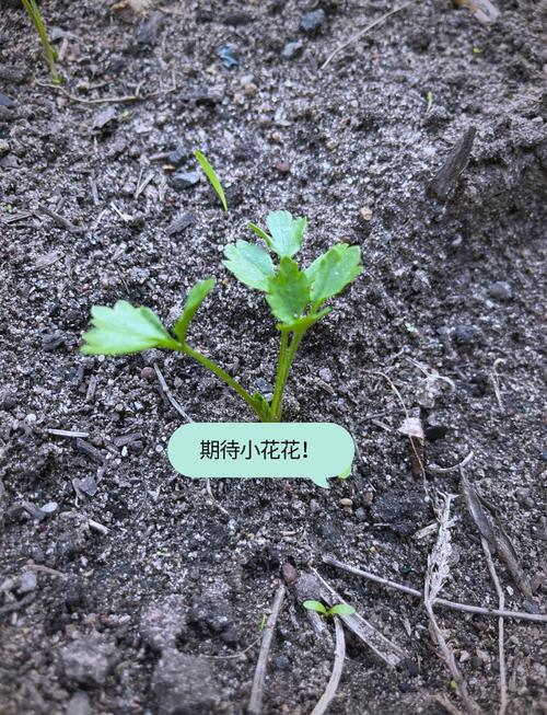 花毛茛种子怎么种(花毛茛种子种植多久开花)-第1张图片-多多自然网 花毛茛种子怎么种(花毛茛种子种植多久开花)-第1张图片-多多自然网