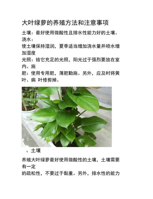 绿萝的养殖方法(绿萝的养殖方法和修剪)-第4张图片-多多自然网 绿萝的养殖方法(绿萝的养殖方法和修剪)-第4张图片-多多自然网