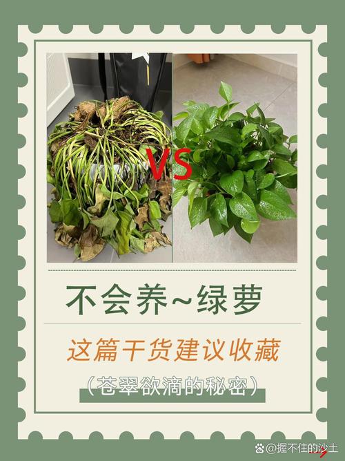 绿萝的养殖方法(绿萝的养殖方法和修剪)-第6张图片-多多自然网 绿萝的养殖方法(绿萝的养殖方法和修剪)-第6张图片-多多自然网