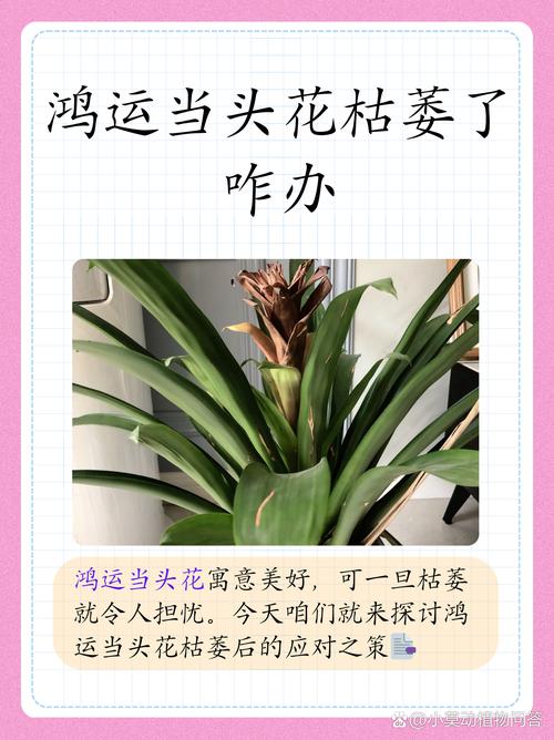鸿运当头花谢了怎么办(鸿运当头花谢了以后怎么办)-第6张图片-多多自然网 鸿运当头花谢了怎么办(鸿运当头花谢了以后怎么办)-第6张图片-多多自然网