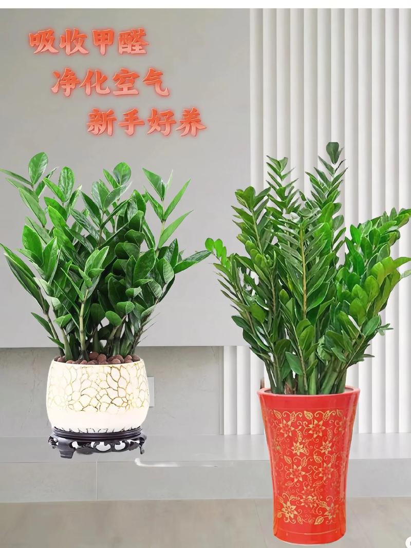 金钱树用什么花盆比较好(金钱树用什么盆养好看)-第2张图片-多多自然网 金钱树用什么花盆比较好(金钱树用什么盆养好看)-第2张图片-多多自然网