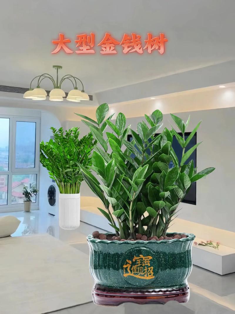 金钱树用什么花盆比较好(金钱树用什么盆养好看)-第4张图片-多多自然网 金钱树用什么花盆比较好(金钱树用什么盆养好看)-第4张图片-多多自然网