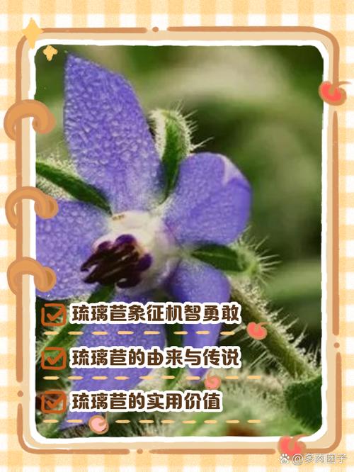 琉璃苣的繁殖方法(琉璃苣生长在什么地方)-第3张图片-多多自然网 琉璃苣的繁殖方法(琉璃苣生长在什么地方)-第3张图片-多多自然网