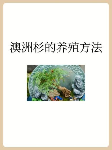 澳洲杉怎么养得肥(澳洲杉怎么繁殖)-第3张图片-多多自然网 澳洲杉怎么养得肥(澳洲杉怎么繁殖)-第3张图片-多多自然网