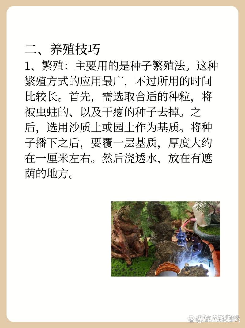 澳洲杉怎么养得肥(澳洲杉怎么繁殖)-第6张图片-多多自然网 澳洲杉怎么养得肥(澳洲杉怎么繁殖)-第6张图片-多多自然网