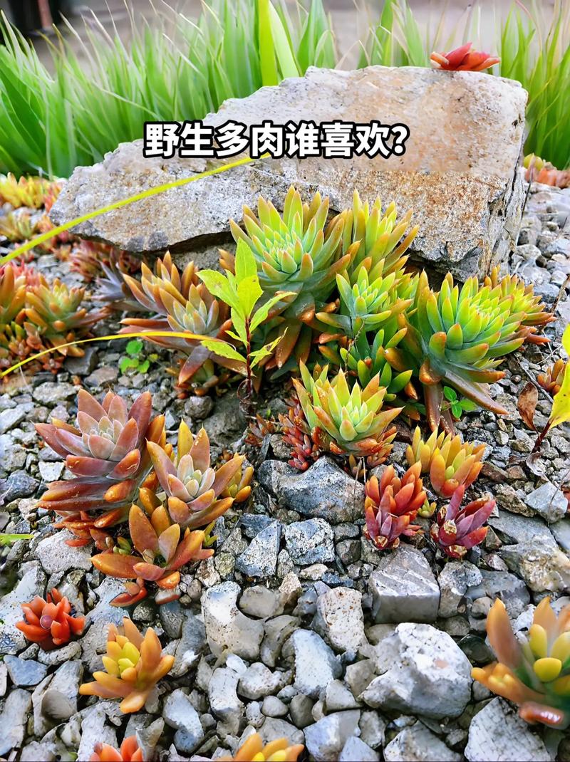 野生多肉遍地是(野生的多肉分布在哪里)-第6张图片-多多自然网 野生多肉遍地是(野生的多肉分布在哪里)-第6张图片-多多自然网