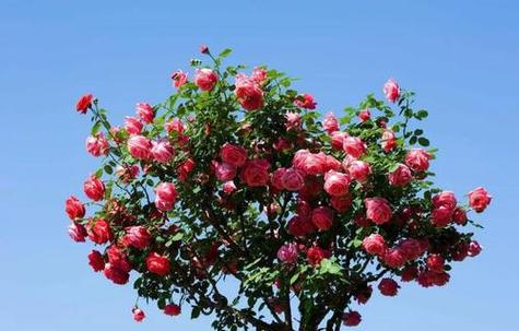 1棵月季竟然开5色花(月季花五颜六色,鲜艳夺目)-第6张图片-多多自然网 1棵月季竟然开5色花(月季花五颜六色,鲜艳夺目)-第6张图片-多多自然网