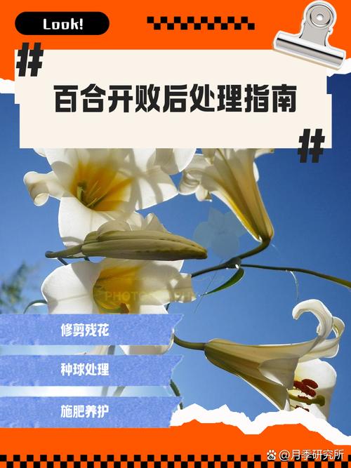 百合花花期过后怎么养（百合花开过了怎么养）-第3张图片-多多自然网