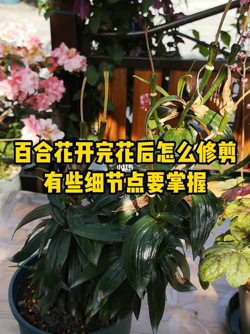 百合花花期过后怎么养（百合花开过了怎么养）-第4张图片-多多自然网