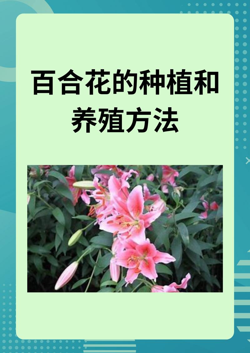 百合花花期过后怎么养（百合花开过了怎么养）-第5张图片-多多自然网