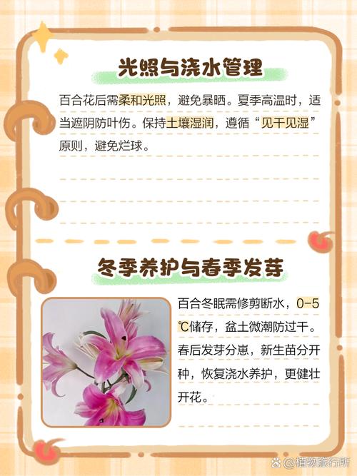 百合花花期过后怎么养（百合花开过了怎么养）-第6张图片-多多自然网