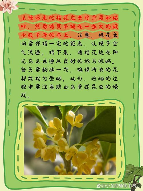 桂花怎样保存香味(桂花怎样保存香味比较好)-第5张图片-多多自然网 桂花怎样保存香味(桂花怎样保存香味比较好)-第5张图片-多多自然网