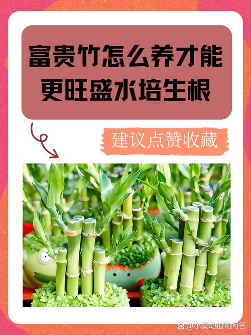 富贵竹怎么水养才旺盛(富贵竹土养方法详解)-第2张图片-多多自然网 富贵竹怎么水养才旺盛(富贵竹土养方法详解)-第2张图片-多多自然网