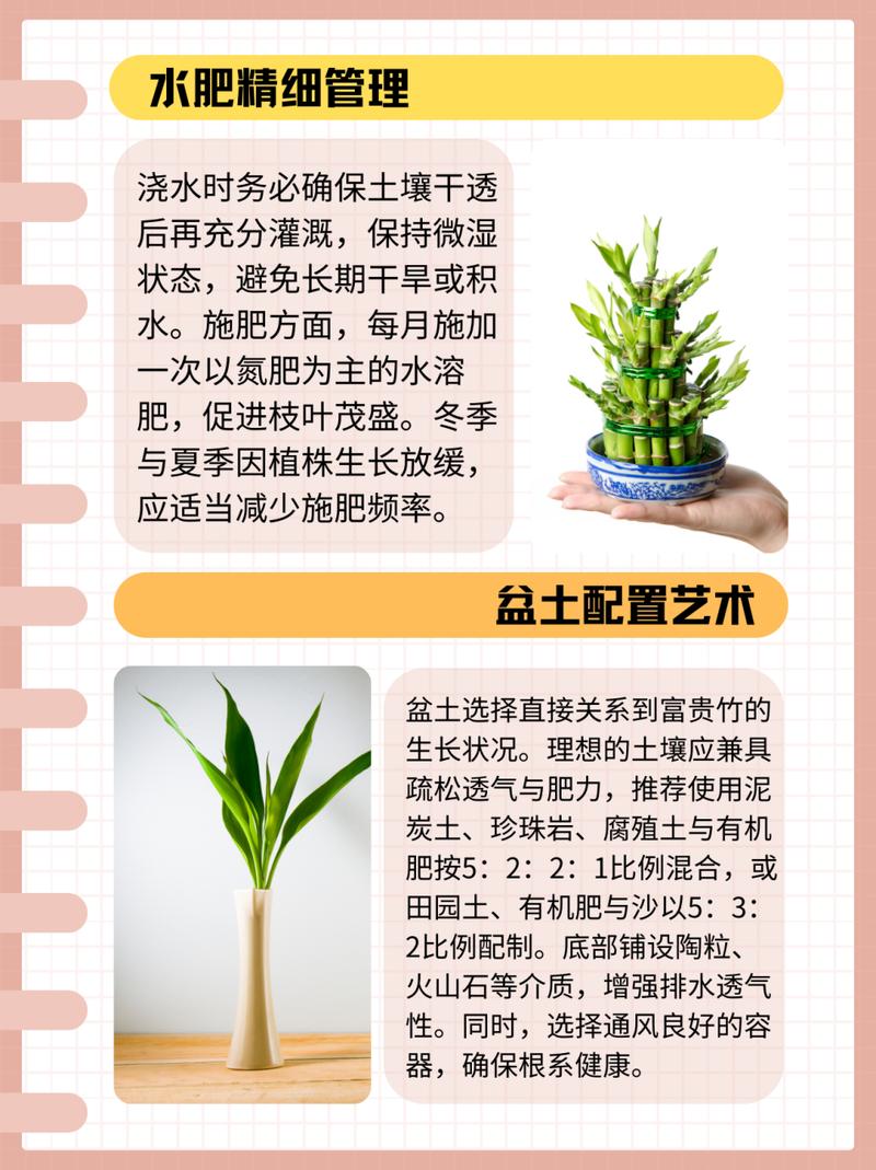 富贵竹怎么水养才旺盛(富贵竹土养方法详解)-第3张图片-多多自然网 富贵竹怎么水养才旺盛(富贵竹土养方法详解)-第3张图片-多多自然网