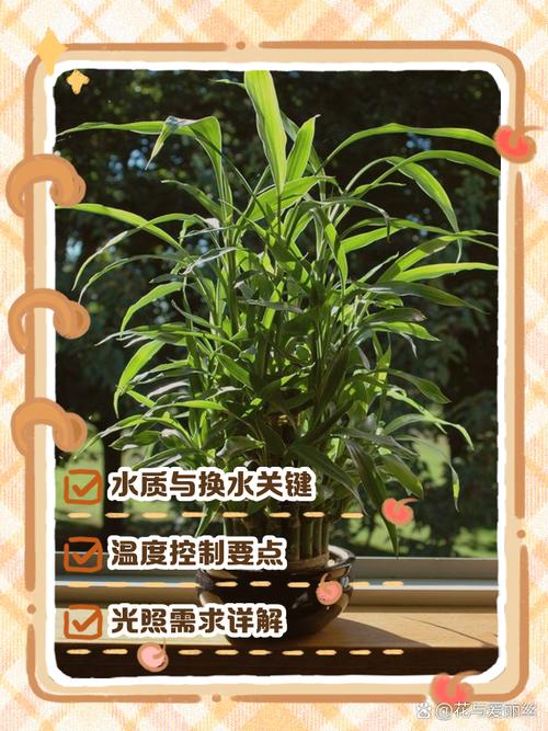 富贵竹怎么水养才旺盛(富贵竹土养方法详解)-第4张图片-多多自然网 富贵竹怎么水养才旺盛(富贵竹土养方法详解)-第4张图片-多多自然网