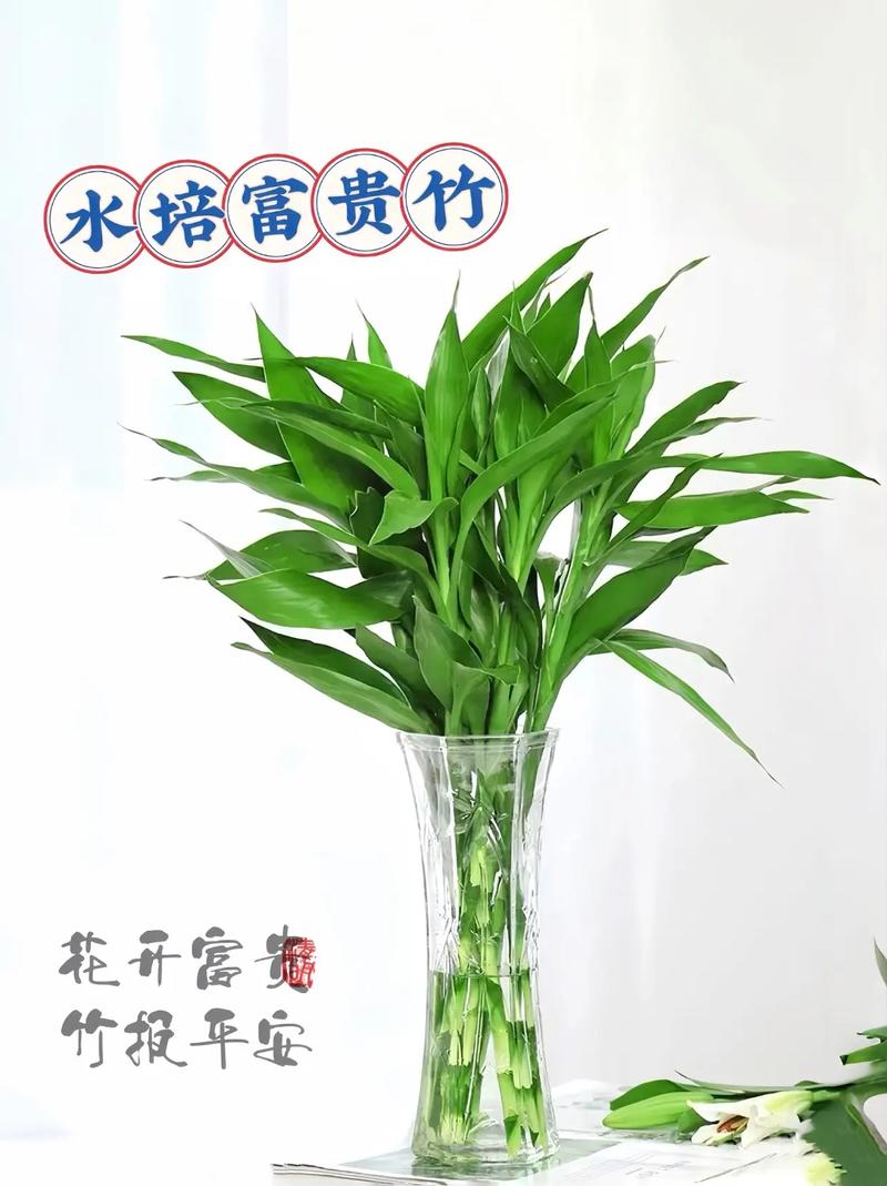 富贵竹怎么水养才旺盛(富贵竹土养方法详解)-第5张图片-多多自然网 富贵竹怎么水养才旺盛(富贵竹土养方法详解)-第5张图片-多多自然网