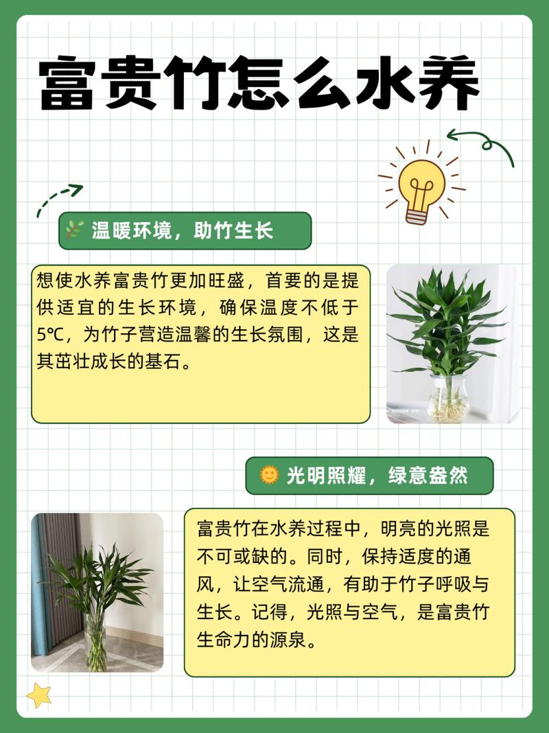富贵竹怎么水养才旺盛(富贵竹土养方法详解)-第8张图片-多多自然网 富贵竹怎么水养才旺盛(富贵竹土养方法详解)-第8张图片-多多自然网