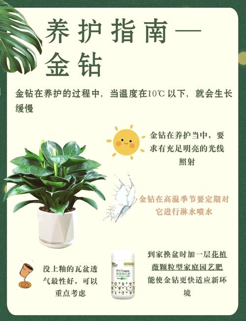 金钻施什么肥长的旺(金钻用什么肥料浇水)-第3张图片-多多自然网 金钻施什么肥长的旺(金钻用什么肥料浇水)-第3张图片-多多自然网